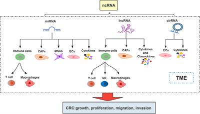 Non-Coding RNAs Implicated in the Tumor Microenvironment of Colorectal Cancer: Roles, Mechanisms and Clinical Study